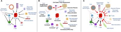 Pancreas and islet morphology in cystic fibrosis: clues to the etiology of cystic fibrosis-related diabetes